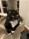 adoptable Cat in  named Sylvester (& Maddie) bonded