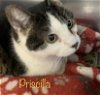 adoptable Cat in herndon, VA named Priscilla & (Panther)