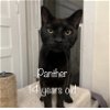 adoptable Cat in herndon, VA named Panther & (Priscilla)