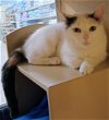 adoptable Cat in herndon, VA named Elsa & (Anna ) bonded