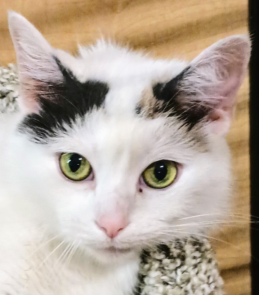 adoptable Cat in Herndon, VA named Elsa & (Anna ) bonded