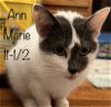 adoptable Cat in herndon, VA named Anna &(Elsa)