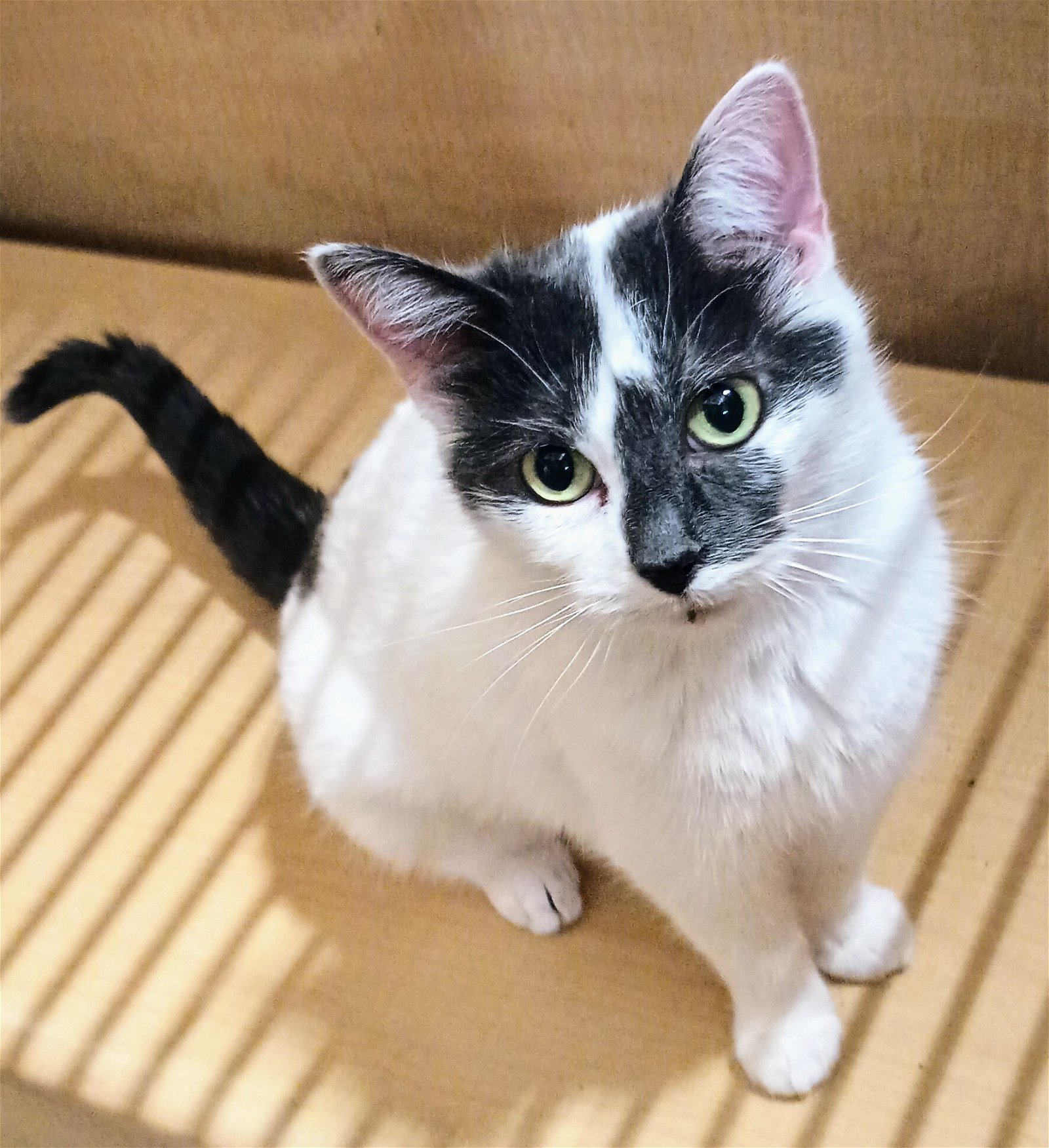 adoptable Cat in Herndon, VA named Anna & (Elsa) bonded