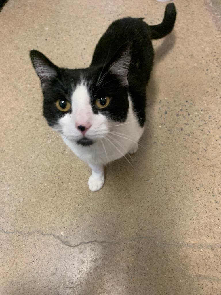 adoptable Cat in Herndon, VA named Mittens