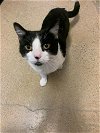 adoptable Cat in herndon, VA named Mittens