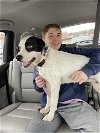 adoptable Dog in , VA named June