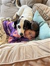 adoptable Dog in herndon, VA named June