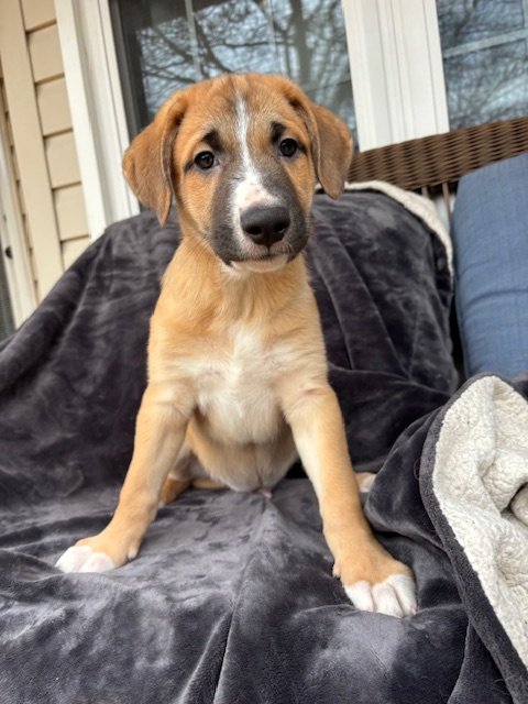 adoptable Dog in Herndon, VA named Jasper