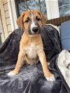 adoptable Dog in , VA named Jasper
