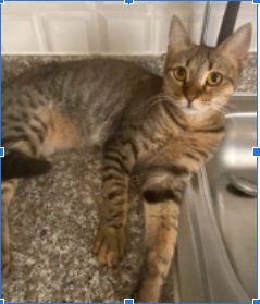 adoptable Cat in Herndon, VA named Serine