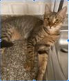 adoptable Cat in herndon, VA named Serine
