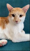 adoptable Cat in , VA named Indiana (& Humphrey) bonded