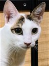 adoptable Cat in herndon, VA named Aurora