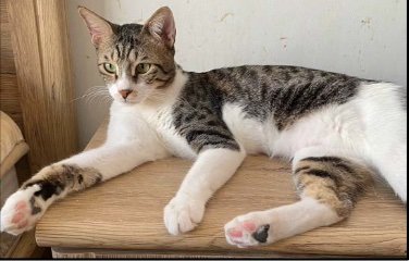 adoptable Cat in Herndon, VA named Maelon