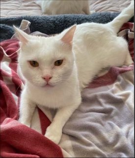 adoptable Cat in Herndon, VA named Emrys