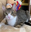 adoptable Cat in , VA named Humphrey (& Indiana) bonded