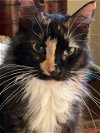 adoptable Cat in herndon, VA named Daisy (& Rosebud) bonded