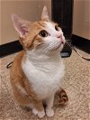 adoptable Cat in herndon, VA named Tuna