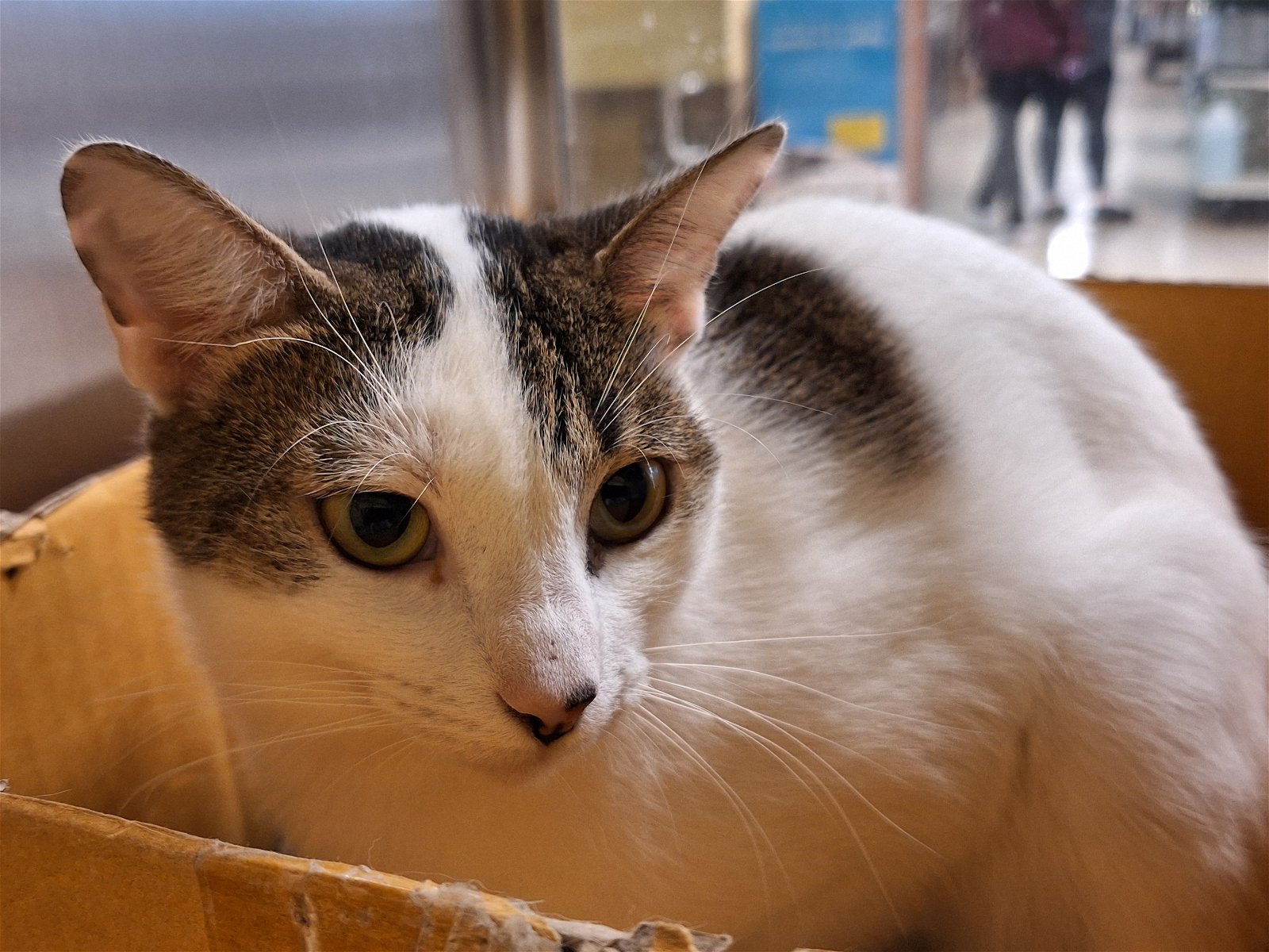 adoptable Cat in Herndon, VA named Ruby