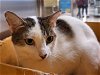 adoptable Cat in herndon, VA named Ruby