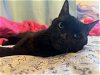adoptable Cat in herndon, VA named Kunosan