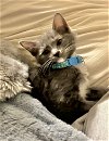 adoptable Cat in , VA named Kuku