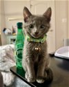 adoptable Cat in , VA named Jojo