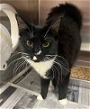 adoptable Cat in herndon, VA named Kiwi FeLV+