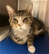 adoptable Cat in herndon, VA named Cranberry FeLV+