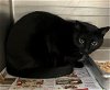 adoptable Cat in herndon, VA named Lincoln Key FeLV+
