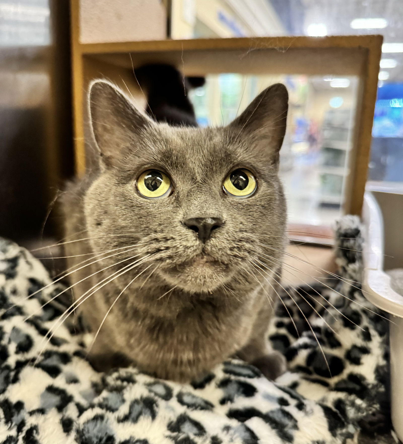 adoptable Cat in Herndon, VA named Raven FeLV+