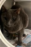 adoptable Cat in herndon, VA named Lottie