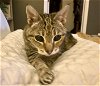 adoptable Cat in herndon, VA named Shelly