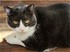 adoptable Cat in herndon, VA named Magnus