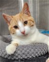 adoptable Cat in herndon, VA named Alanzo (tripod)