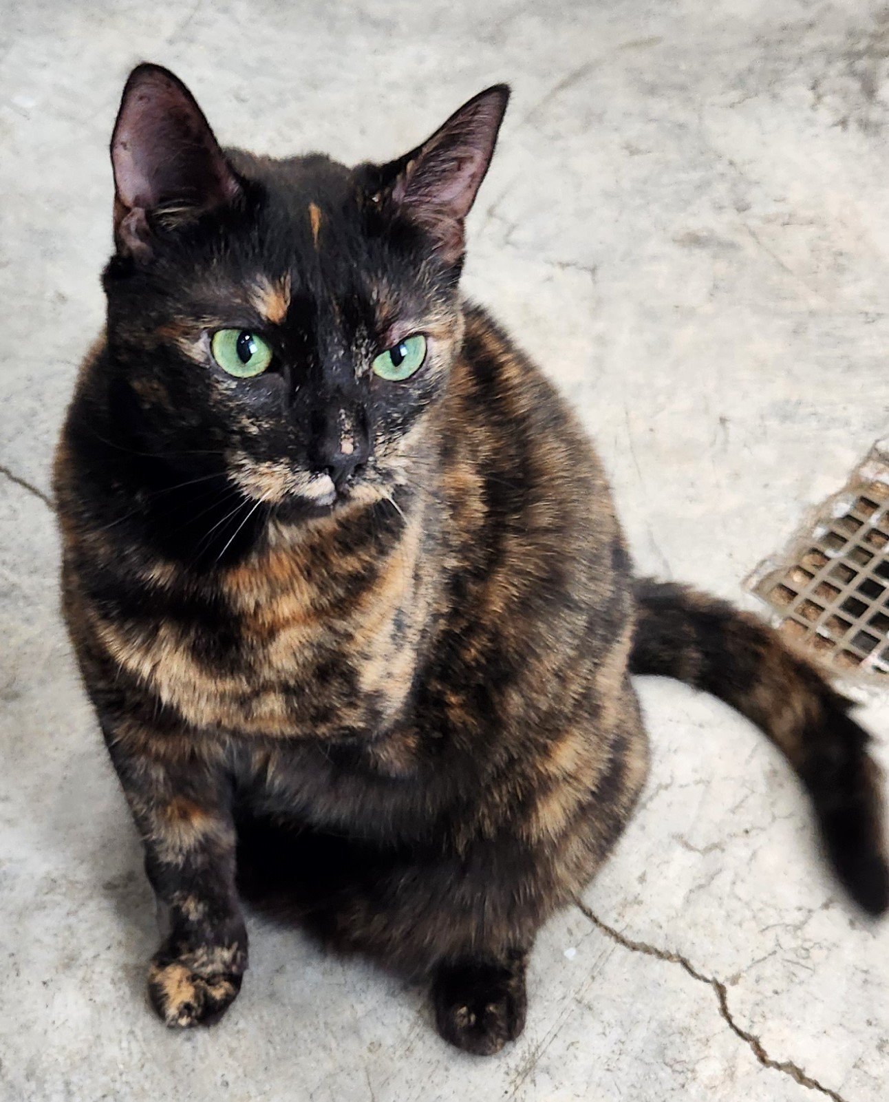 adoptable Cat in Herndon, VA named Hyde (tripod)