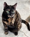 adoptable Cat in , VA named Hyde (tripod)