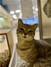 adoptable Cat in herndon, VA named Starsky