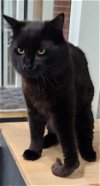 adoptable Cat in herndon, VA named Winston
