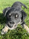 adoptable Dog in herndon, VA named Misty