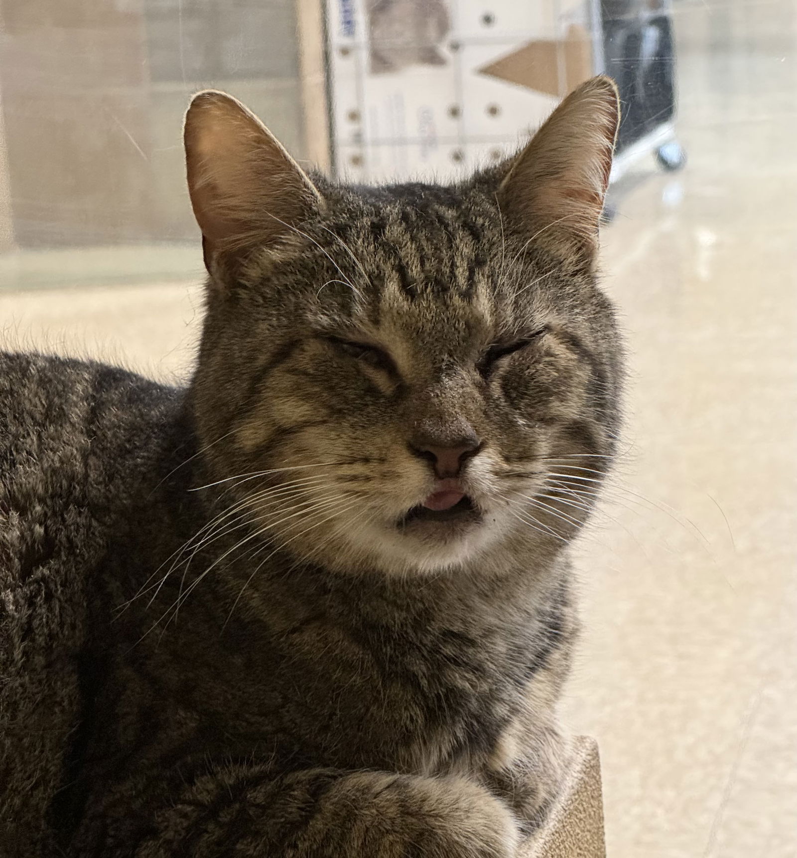 adoptable Cat in Alexandria, VA named Boots