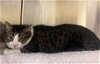 adoptable Cat in herndon, VA named Jiggles