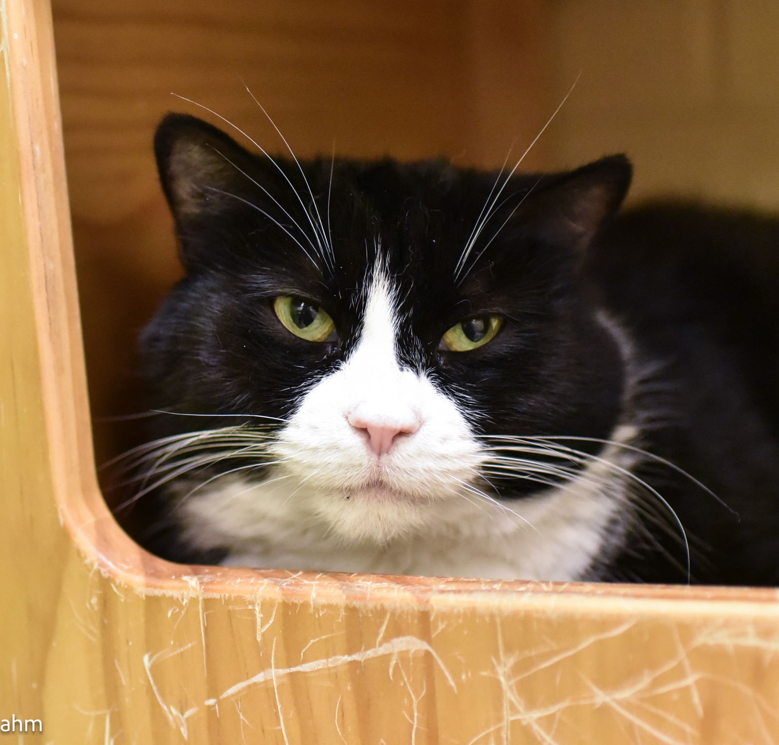 adoptable Cat in Herndon, VA named Sophie Sponsored