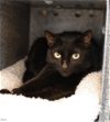 adoptable Cat in herndon, VA named Reed