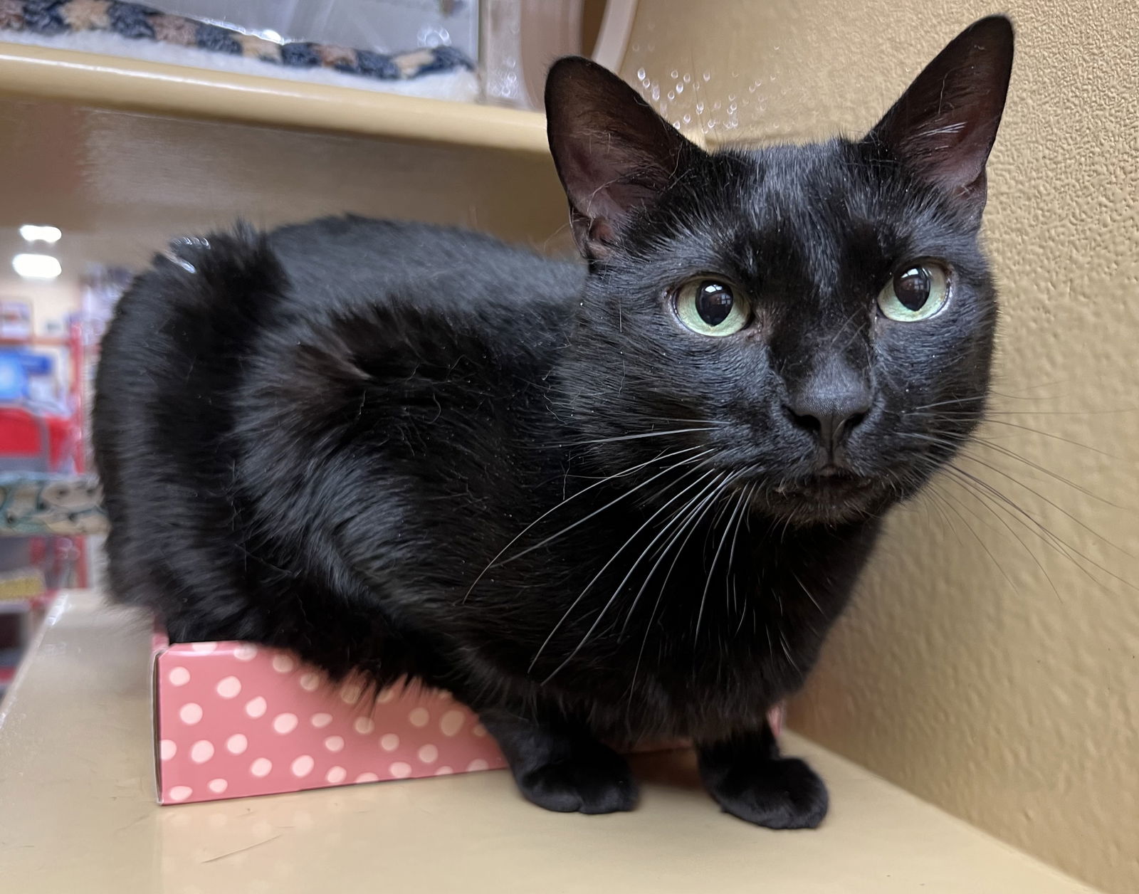 adoptable Cat in Herndon, VA named Reed