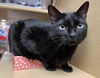 adoptable Cat in Herndon, VA named Reed