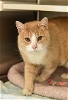 adoptable Cat in herndon, VA named Louie