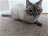 adoptable Cat in herndon, VA named Anika