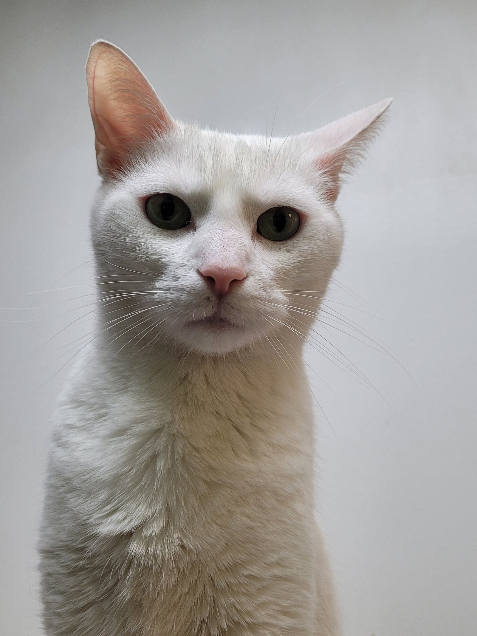 adoptable Cat in Herndon, VA named Sugar (& Lucy) bonded