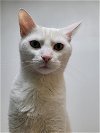 adoptable Cat in herndon, VA named Sugar (& Lucy) bonded